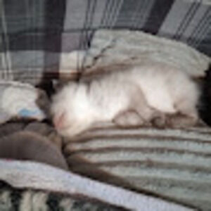 Meet your Posher, Danet